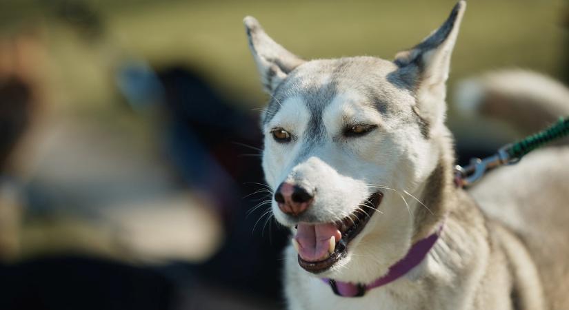 Kutya allergia – Amikor a viszketés nem csak egyszerű kellemetlenség