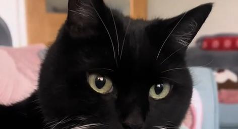 Vicces macskavideó: a fekete-fehér cica reggeli szemrehányása lázba hozta az internetet