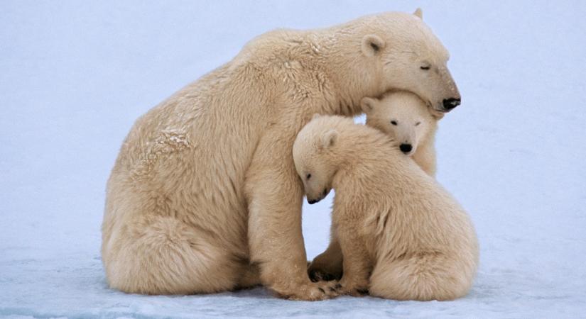Ritka jelenség az Északi-sarkon: a kutatókat is lenyűgözte, hogy egy jegesmedve örökbe fogadott egy bocsot