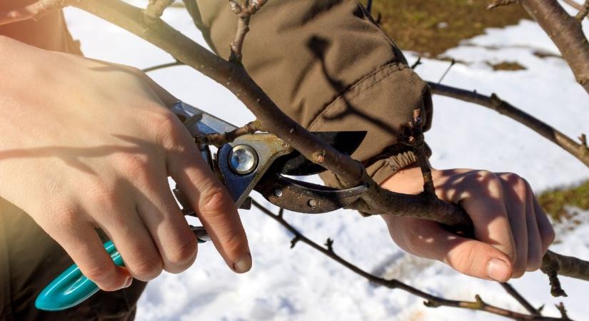 Gyümölcsfák metszése januárban – mit szabad, mit tilos a fagyok között?