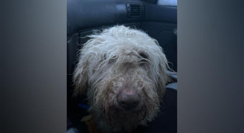 A hóban találták meg: élet és halál között lebegett egy kutya Kalocsán