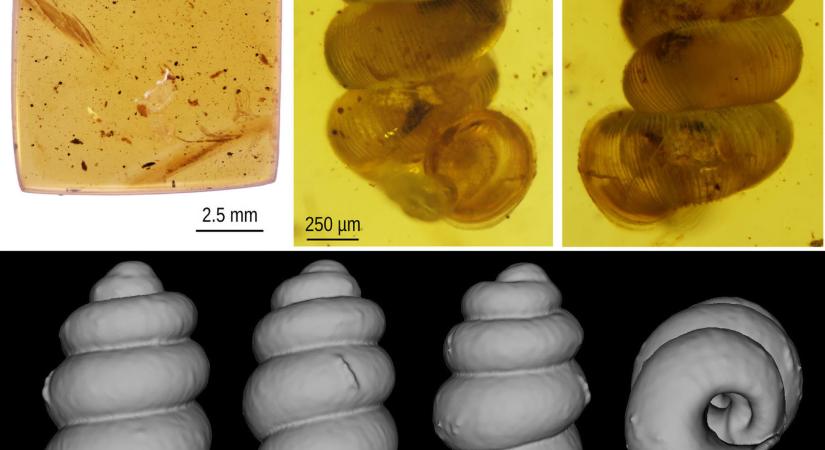 Két új őscsigafajt fedeztek fel magyar kutatók