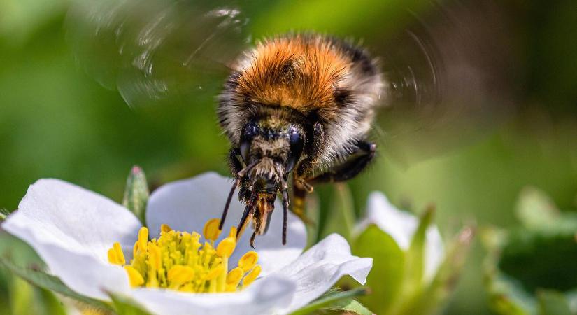 A fagy nem viccel: mentse meg a kert élővilágát!