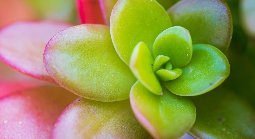 Ilyen növény kerüljön a lakásba a Feng Shui szerint, szerencsét hoz