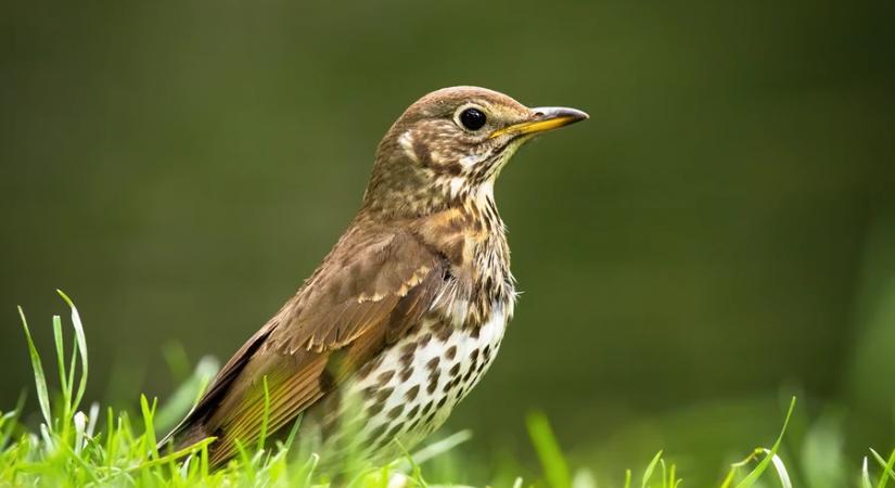 Az énekes rigó az év madara 2026-ban