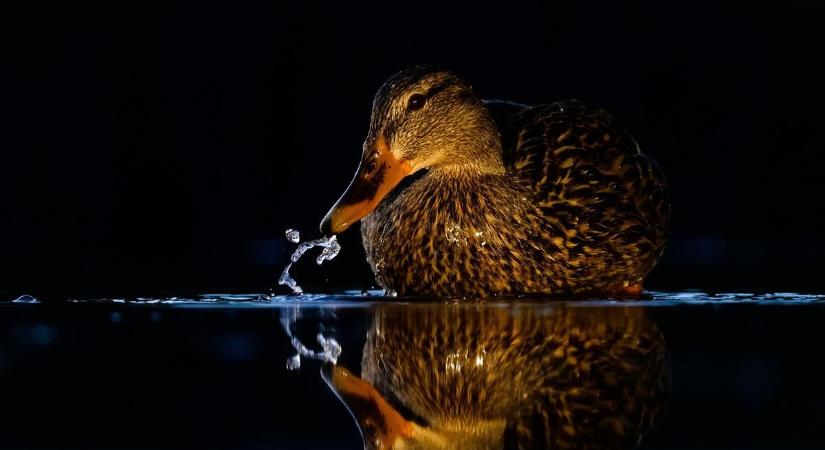 Éjszakai veszély a Maroson: a vízimadarak sincsenek biztonságban