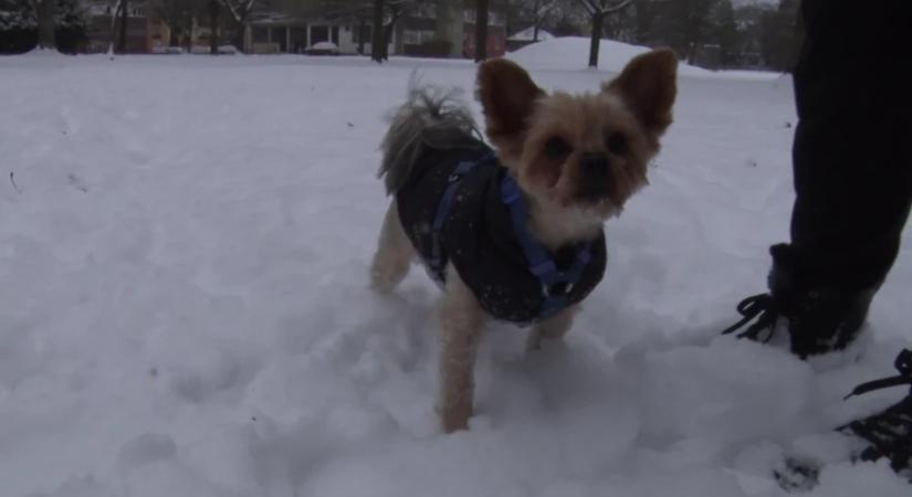 Így óvhatjuk kedvenceinket a kemény téli fagyok idején