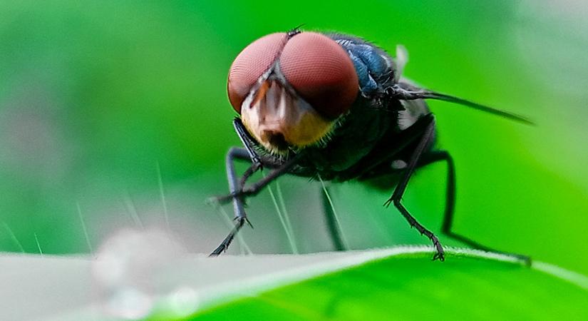 "Horrorféreg" Amerikában: élve falja fel az állatokat a délről érkező szörnyeteg