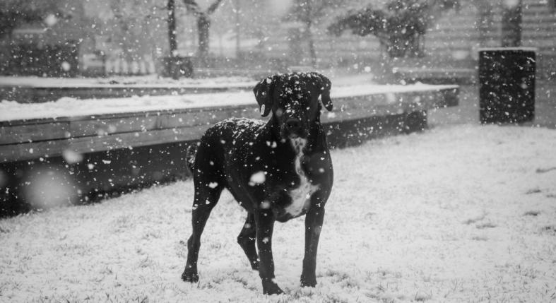 Így óvhatod meg a kinti kutyát a fagytól – életmentő lehet, ha ezeket betartod!