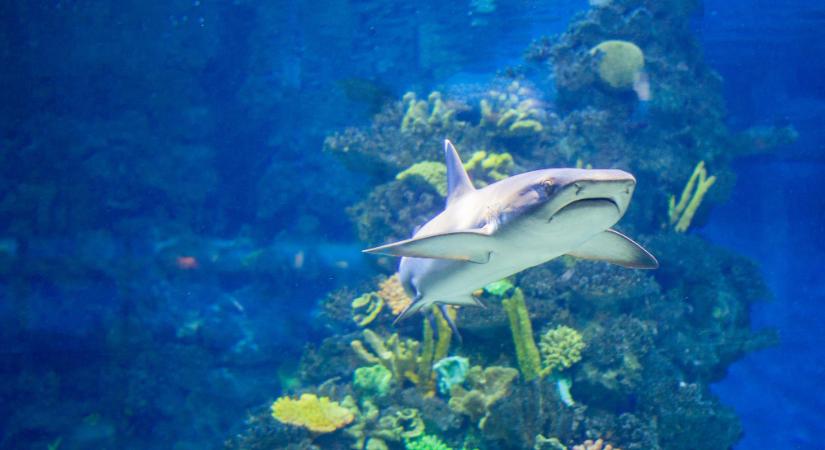 Földbe süllyesztett akvárium és múzeum, utak, kikötők