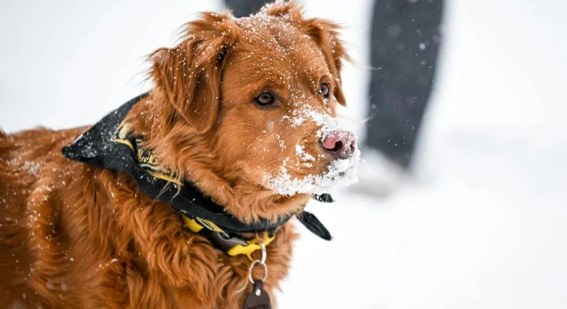 A téli kutyasétáltatás veszélyeket rejthet, így kerülheted ki őket