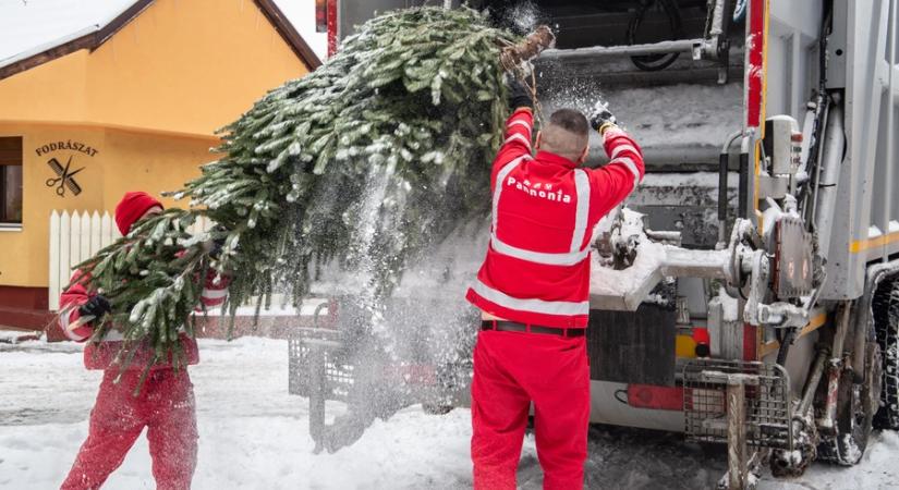 A szolgáltató egy előre meghatározott rendszer szerint gyűjti be a kidobott fenyőket