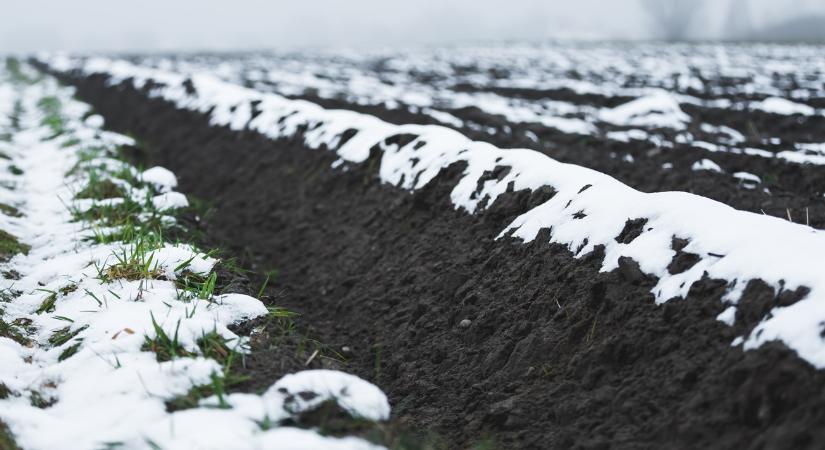 Gyors döntés, jó utóvetés: növényválasztás fagykár után