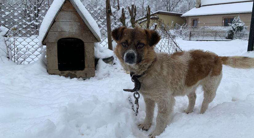 Sarkvidéki fagy - Ha kóbor állatot lát a hidegben, őket értesítse
