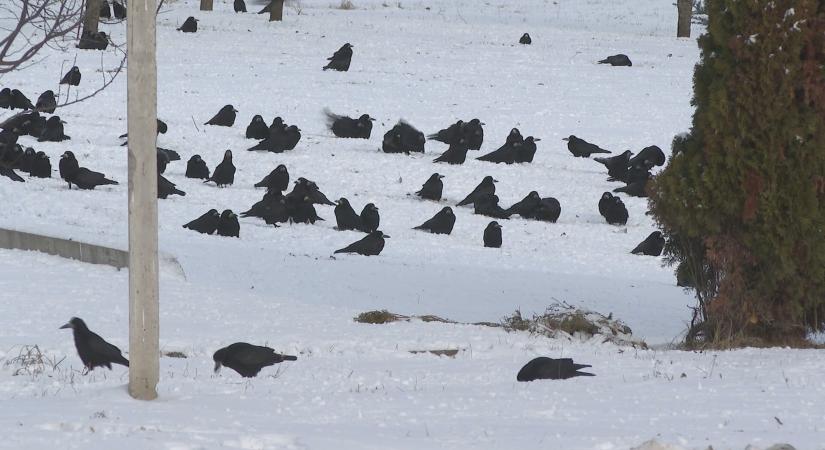 Havas januárral indul az év