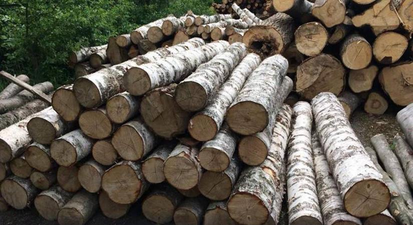 Közel 6 millió hrivnya kárt okozott az illegális fakivágás Kárpátalján