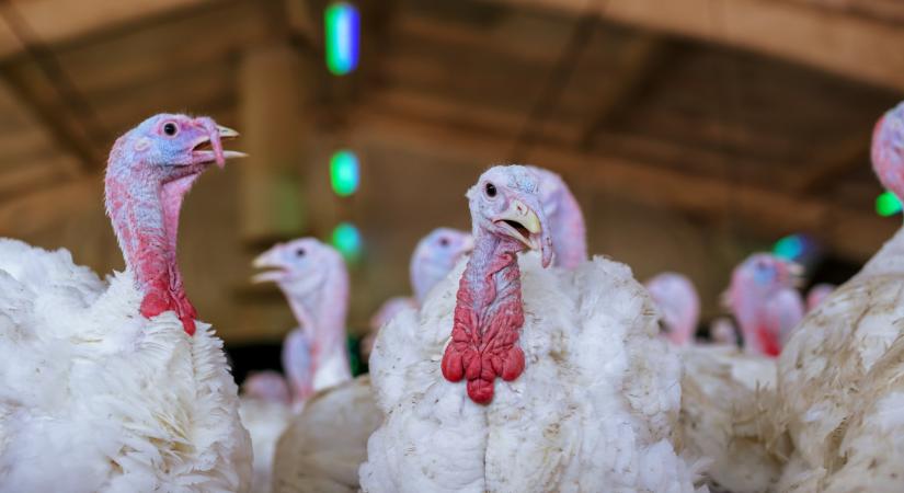 Újra megjelent a járvány Magyarországon: itt már védőkörzetet jelöltek ki