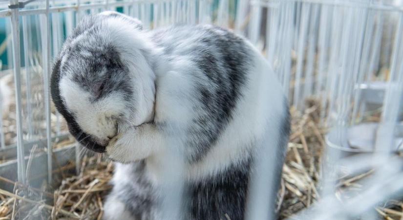 Az év legnagyobb kisállat kiállítása érkezik Fehérvárra