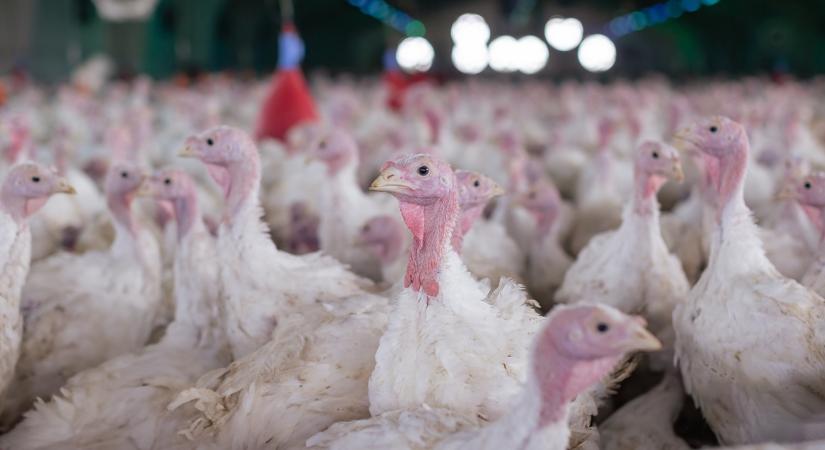 Újra madárinfluenza Magyarországon: már zajlik egy pulykatelep felszámolása