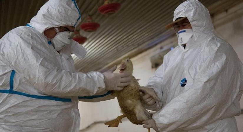 A madárinfluenza visszatért Csongrád-Csanád vármegyébe