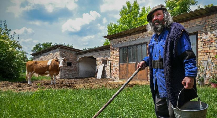 Egy tehén, aki túlélte a járványt, egy bunkó strucc és egy csacsi, akiből majdnem kolbász lett – Róluk beszélt mindenki 2025-ben