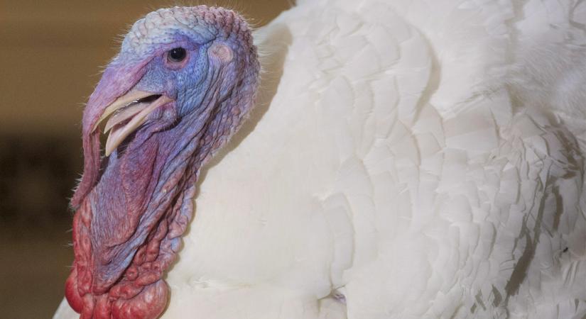 Végzetes hír a pulykák és a pulykatartók számára: megint felütötte a fejét a madárinfluenza Csongrád-Csanádban