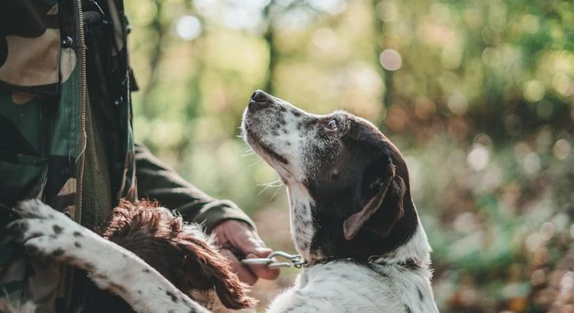 Felelős kutyatartás ma: trendek, szabályok, szemléletváltás