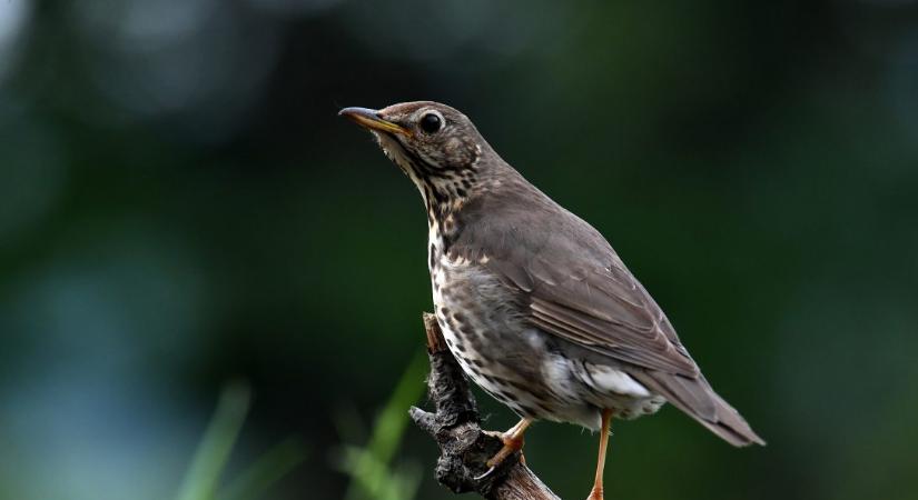 Hírmozaik – január 6.