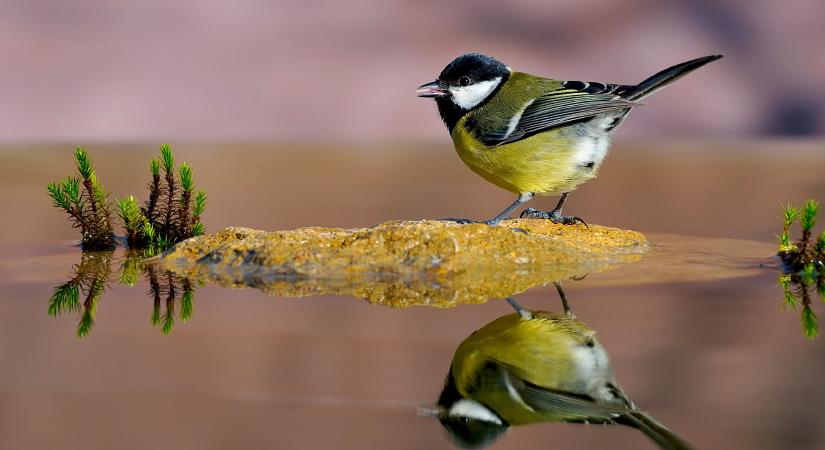 Zajszennyezés okozta elhidegülés
