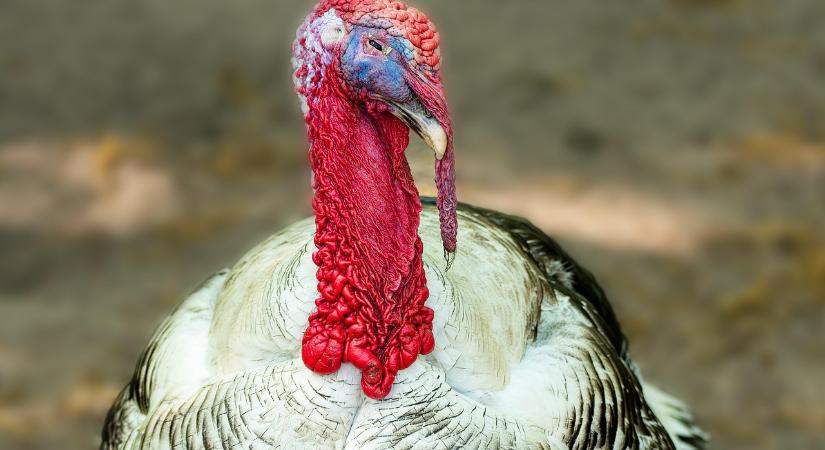 Ismét felütötte a fejét a madárinfluenza Csongrád-Csanádban