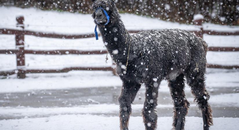 Fokozott figyelem a debreceni állatkertben
