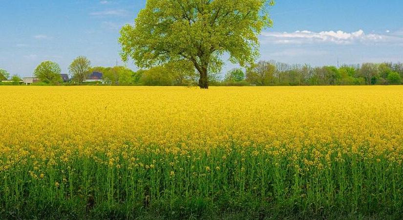 Konferencia a növénytermesztésben tapasztalható fitoplazma-előretörésről