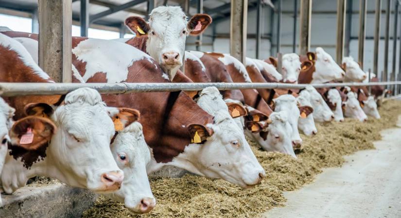 Megtérülő fejlesztések az állattartásban – PREGA 2026