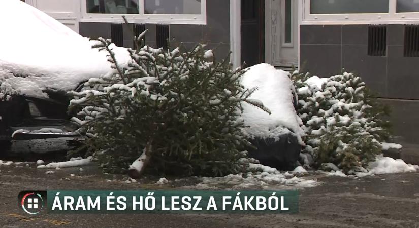 Vízkereszt - kezdődik a karácsonyfák második élete