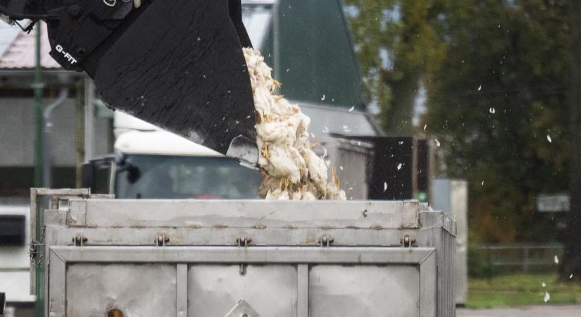 Terjed a madárinfluenza Európában