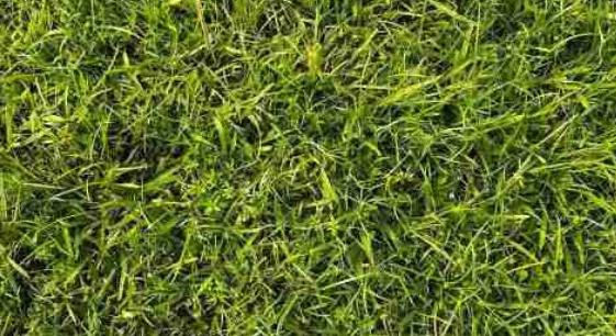 Optikai illúzió: hibátlan a látás, ha megtalálja a békát a képen