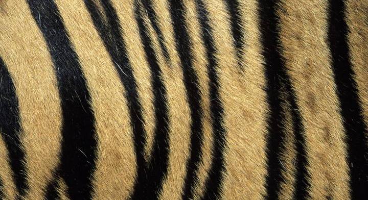 Ez a feladat sokakon kifog: rájössz, hogy milyen magas a tigris a képen?