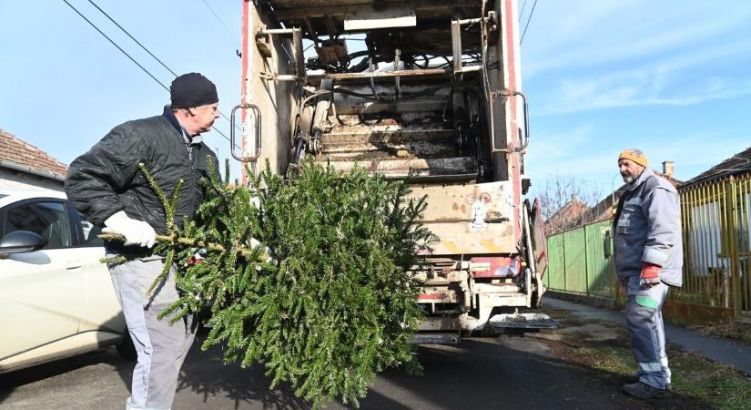 Meddig viszik el a karácsonyfákat Szolnokon? Itt a fenyőjárat menetrendje és a fontos szabályok