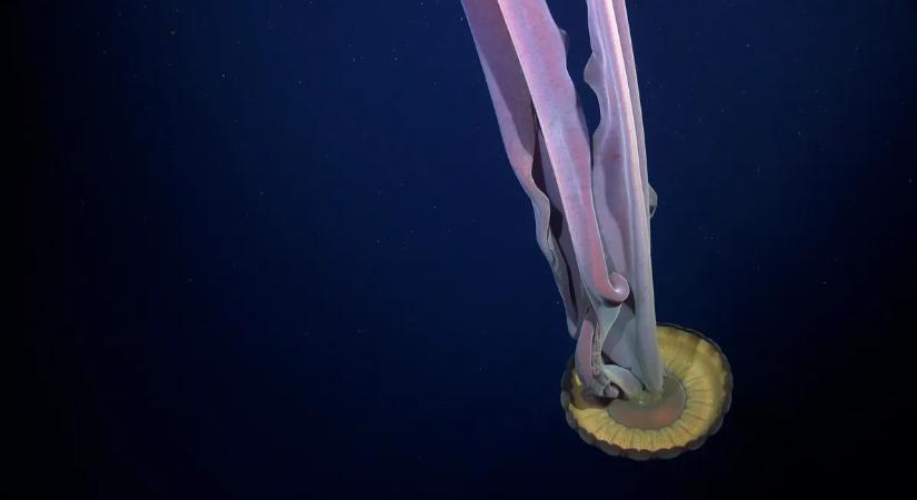 A tudósok is alig hittek a szemüknek: feltűnt a mélytengeri fantom lény