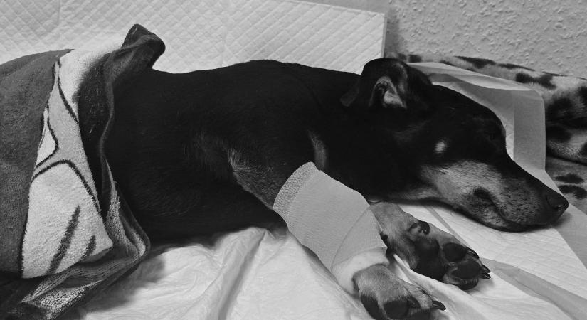 Búcsú Buksitól: „Tudjuk, hogy elmentünk a falig vele és érte!”