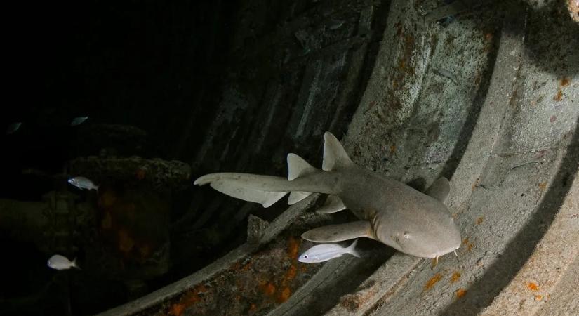 A természet megbolondult? Színpompás cápa jelent meg – Ilyet még a kutatók se láttak