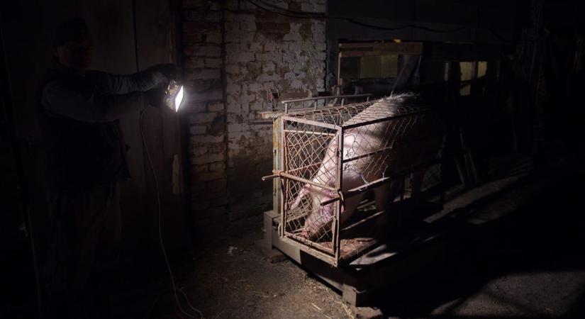 Kétszáz kilós disznót lopott szilveszterkor egy férfi és társa Kunszentmiklóson, az állatot még aznap levágták és feldolgozták