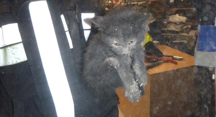 Kéményből mentették ki ezt a cicát a debreceni tűzoltók, találó nevet kapott