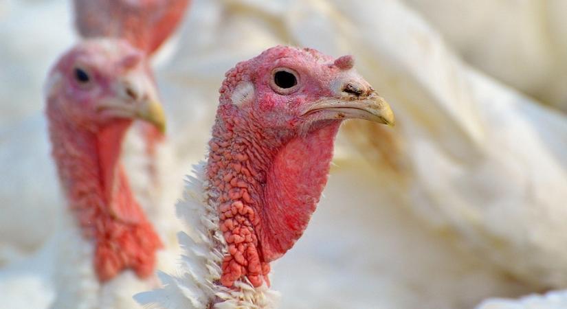 Ismét megjelent a madárinfluenza Csongrád-Csanád vármegyében