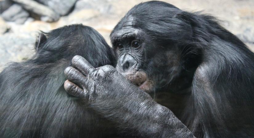 Ezek az állatok nemcsak a fajfenntartás miatt párosodnak