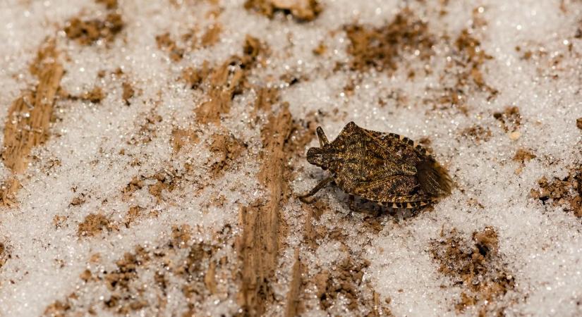 Tényleg kevesebb kártevő marad életben a hideg, havas tél után?