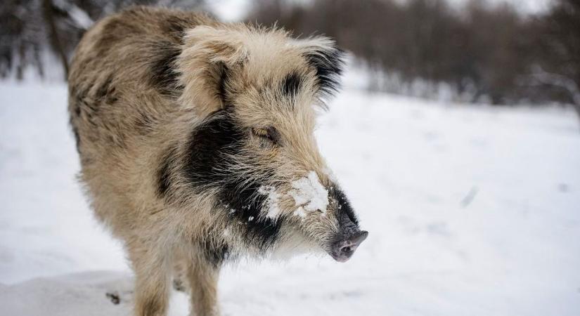 Elképesztően ritka zsákmányt ejtettek el Belső-Somogyban, a vadászok is meglepődtek a lövések után