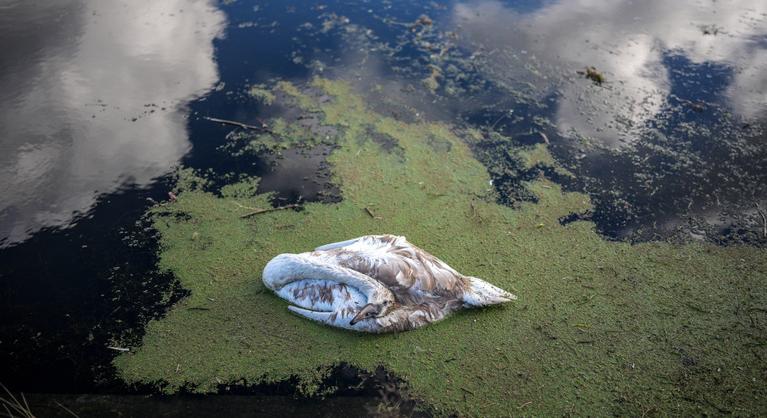 Újra megjelent a rettegett vírus, nő a globális aggodalom