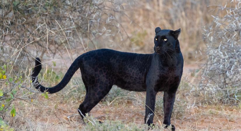 Nagymacskát videózott a hőkamera egy erdőben: nem tudni, milyen állat lehet (videó)