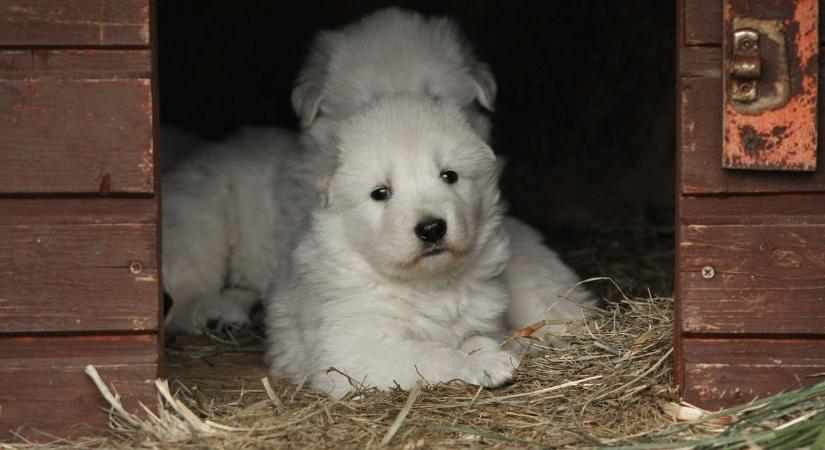 Ingyenes szalmával segítik a kisállattartókat Baján